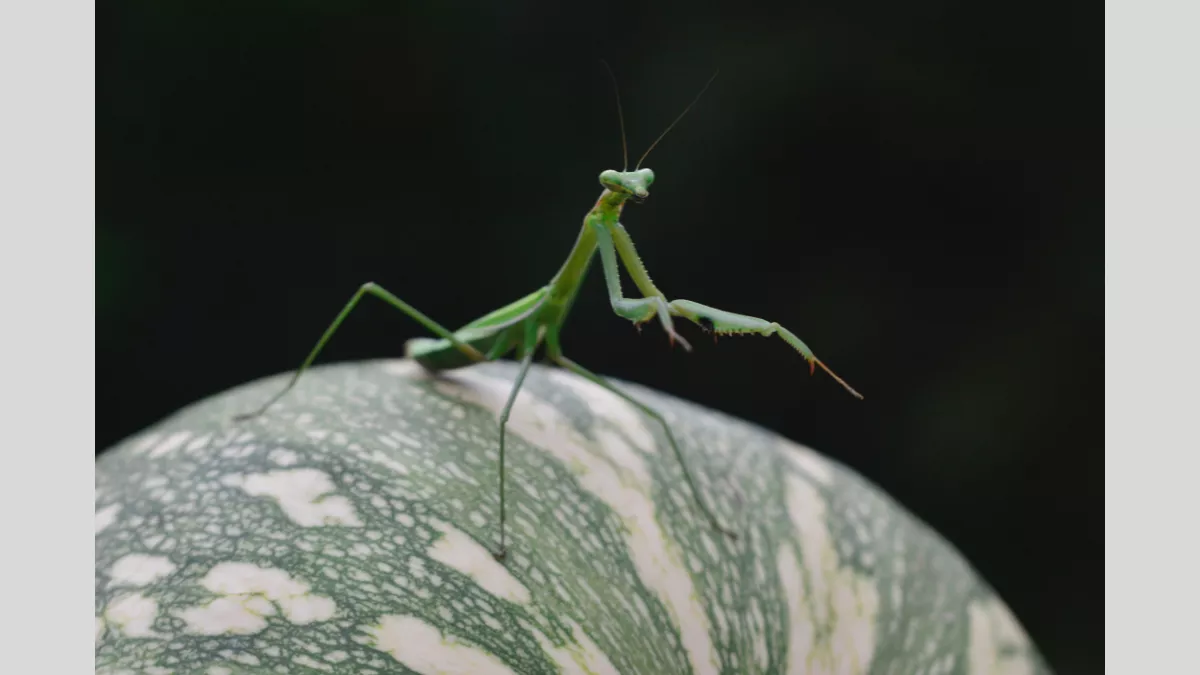 A close-up shot of a green praying mantis perched on a patterned pumpkin. The mantis's delicate features and long legs are highlighted against the dark, blurred background, emphasizing the insect's intricate details.
