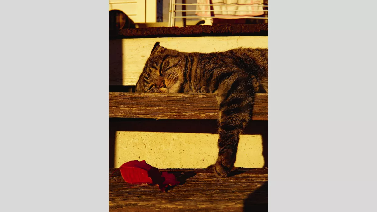A cat lounging on wooden steps in warm, golden light. The cat appears relaxed, with one paw hanging off the step. A red autumn leaf lies on the step below, adding a seasonal touch to the tranquil scene.