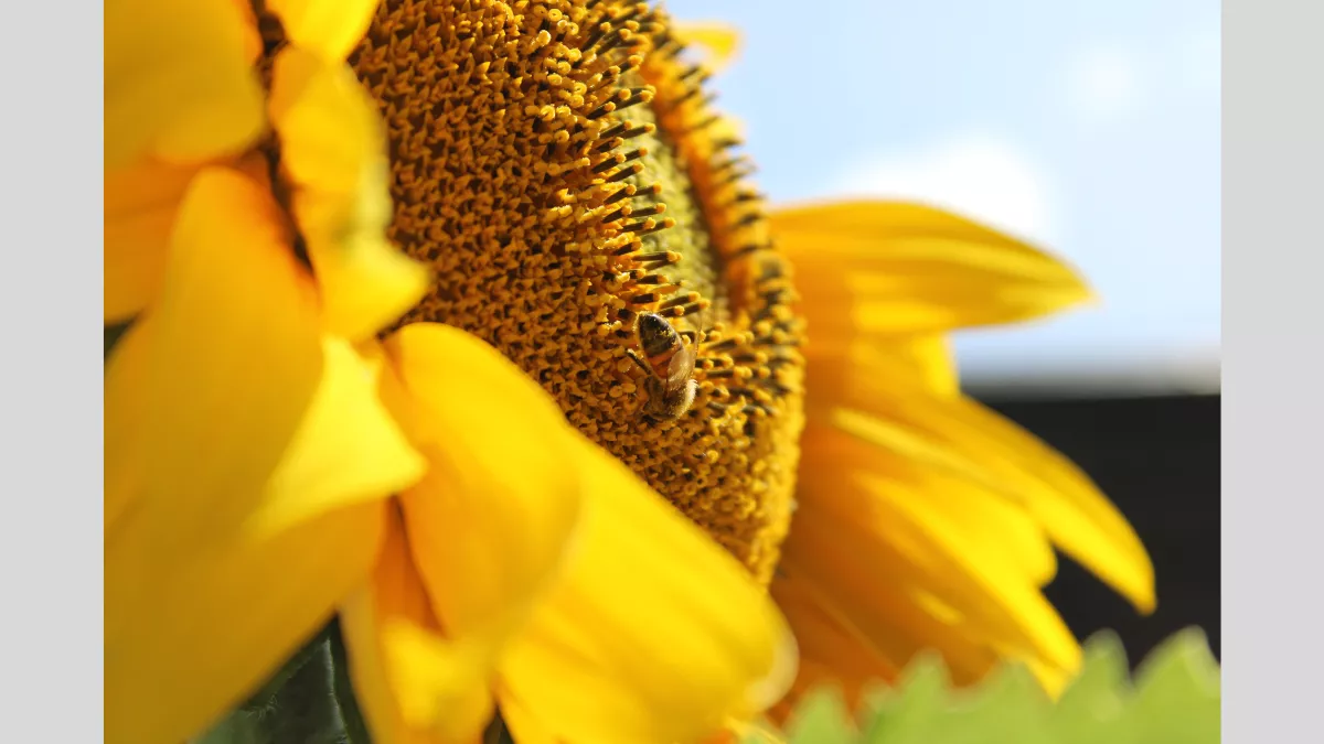 A close-up photograph of a sunflower with a bee collecting pollen. The sunflower's vibrant yellow petals and detailed seeds are in sharp focus, with the bee prominently positioned in the centre of the flower.