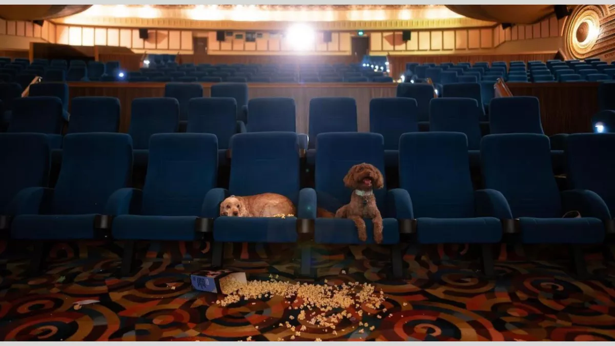 Two dogs sitting in an empty cinema. The dogs are seated on blue theatre seats, surrounded by spilled popcorn on the floor. The background shows the rows of empty seats and the dimly lit interior of the theatre. 