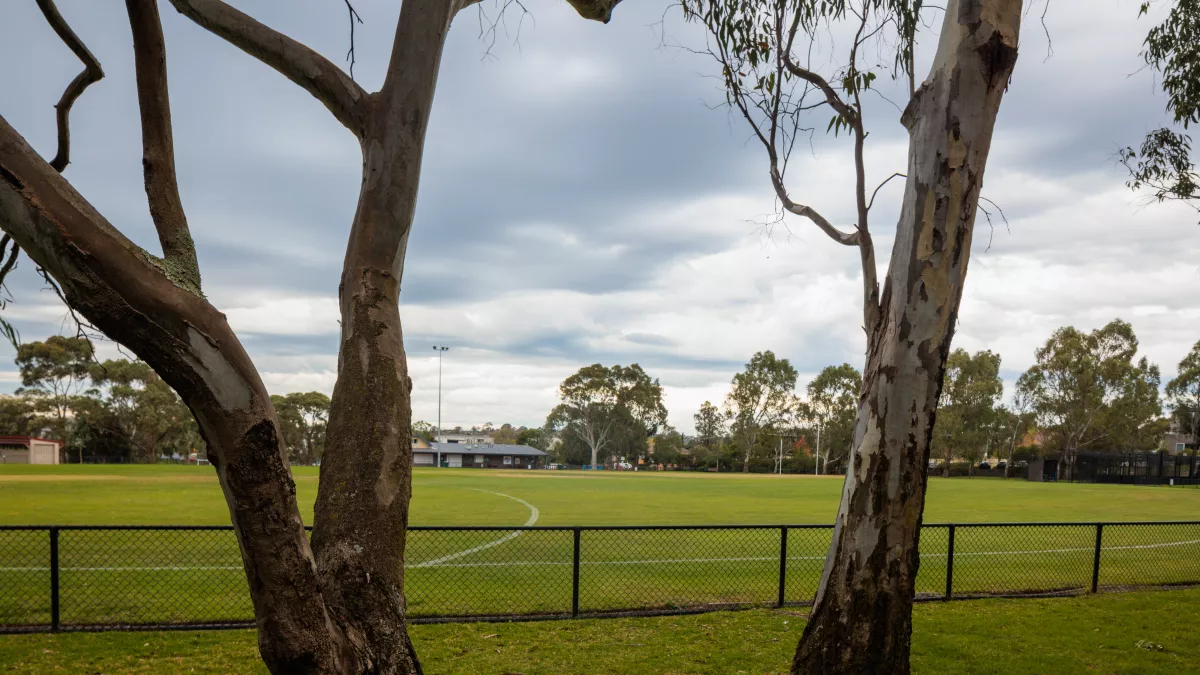 A green sports oval surrounded by a black fence obscured by two tall trees. In the background are trees, AFL posts and buildings
