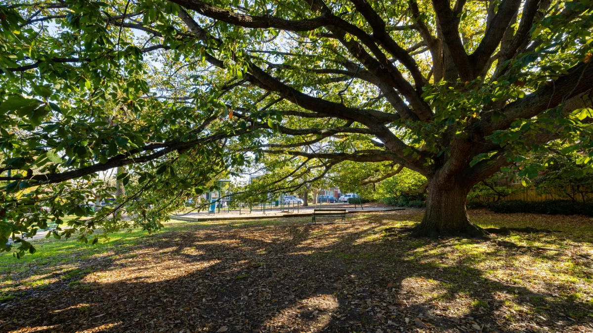 A large tree whose branches create shade on the ground. Behind the tree is a childens playground.