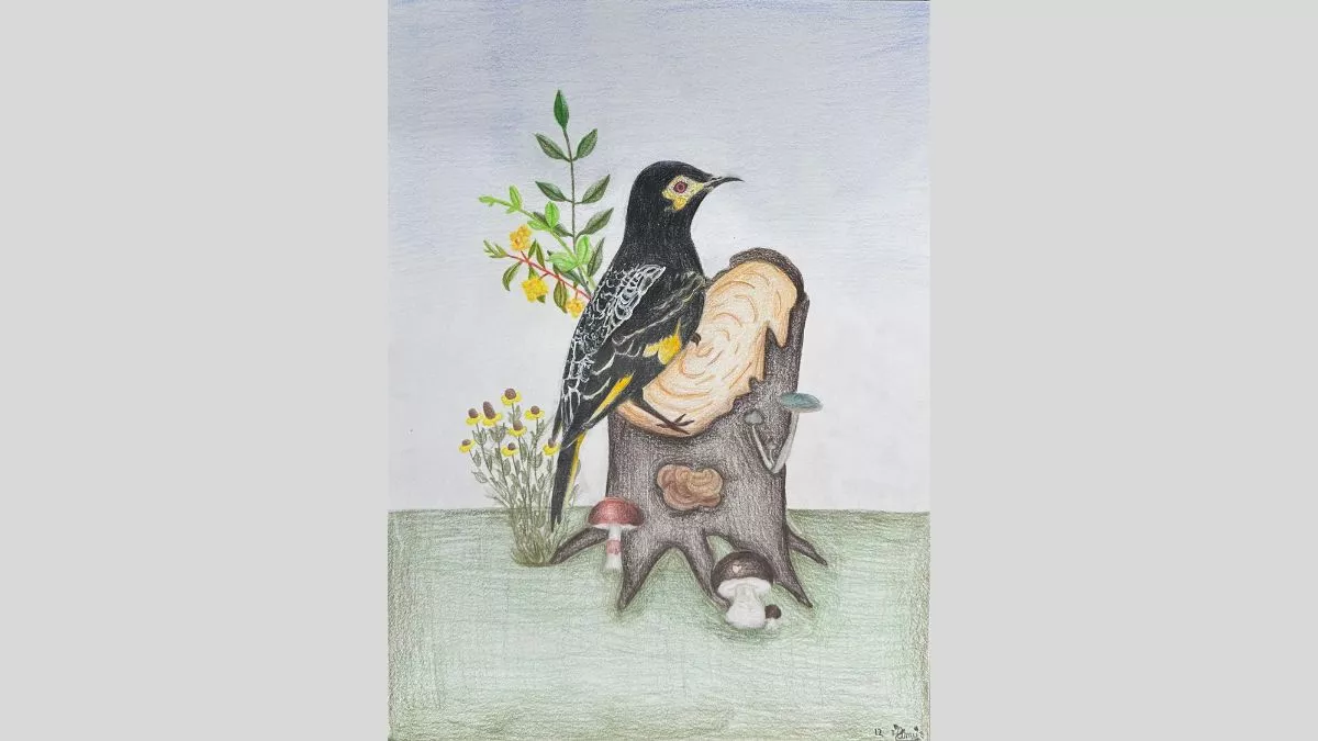 A detailed coloured pencil drawing of a regent honeyeater perched on a tree stump, surrounded by Australian native flora and fungi. The bird has black and yellow plumage with intricate feather details.  