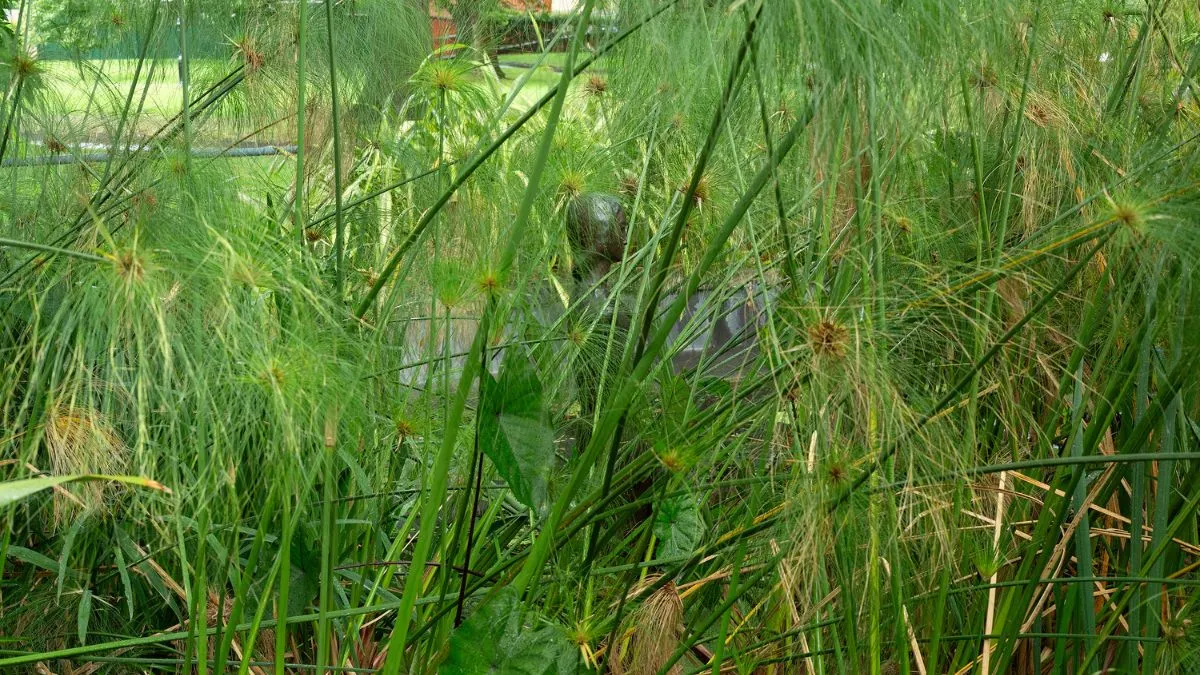 A bronze statue of a figure, almost completed hidden in the reeds