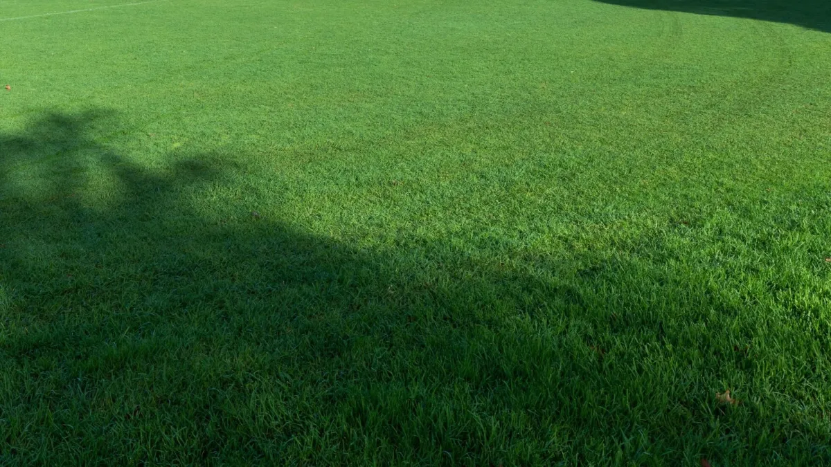 Green grass on a sportsground