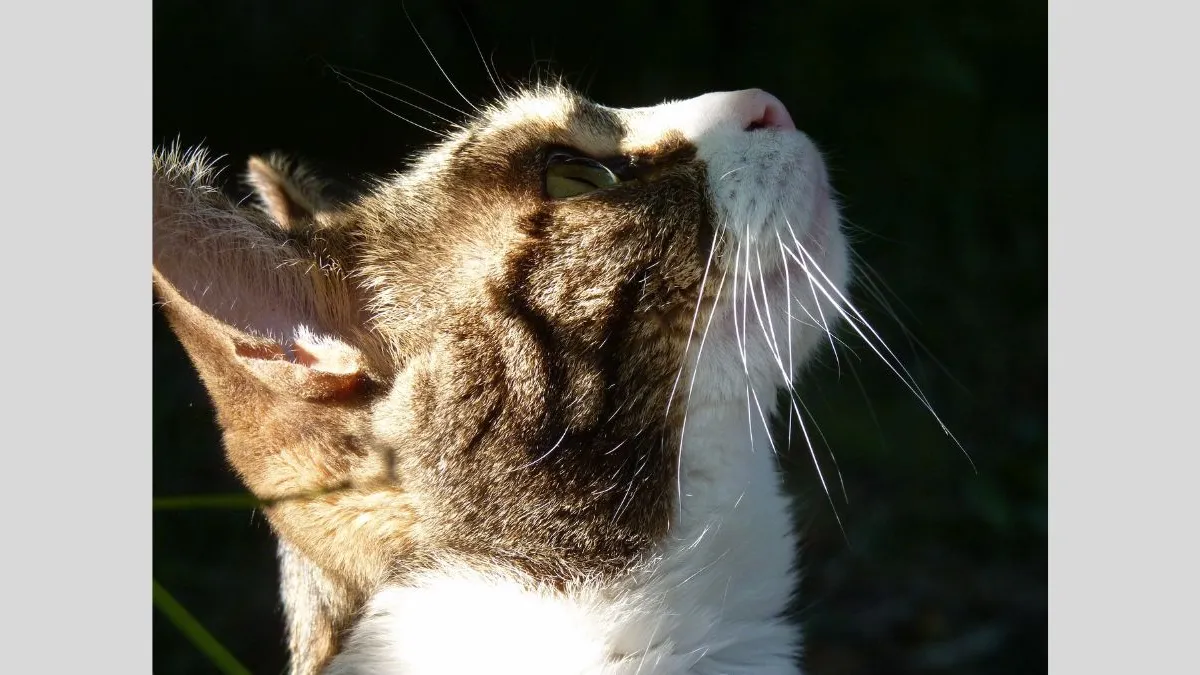 A close-up profile of the side of a cat's face, looking upward. Sunlight hits parts of the cat, emphasises the texture of the fur and the bright, straight whiskers against a dark background.