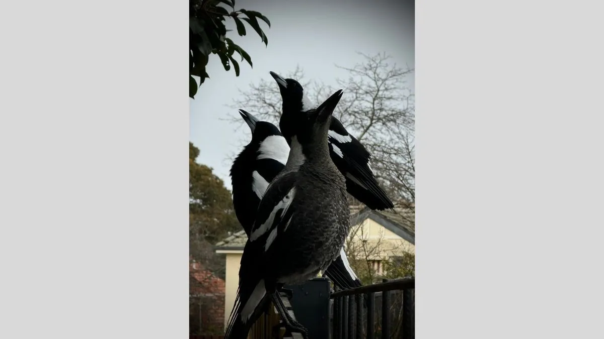 Three magpies perched closely together on a metal railing. All face the same direction with beaks tilted upward. Bare tree branches and suburban rooftops form the backdrop.