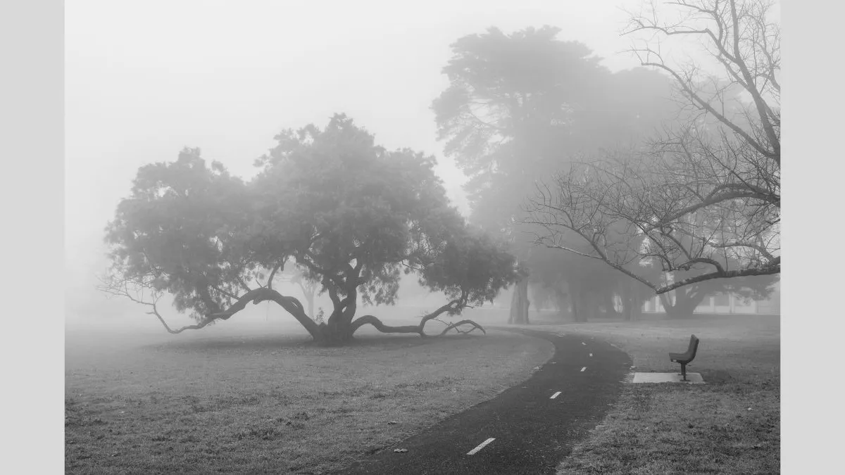 A foggy park scene with a winding path leading past a large tree with sprawling limbs. An empty bench is positioned near the path. The background trees are partially obscured by heavy mist.