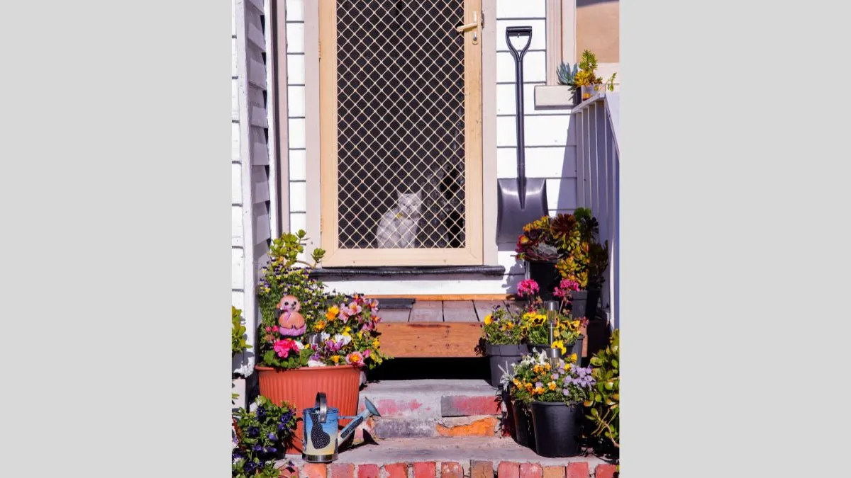  A close-up view of a front porch with a metal mesh security door. A white cat is visible behind the screen. Colorful potted flowers decorate the steps leading up to the door. A metal shovel is mounted on the wall to the right.