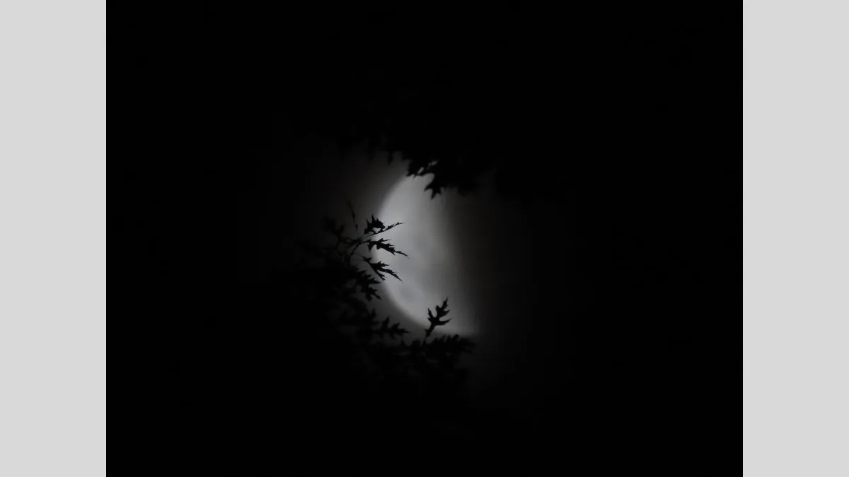 A crescent moon partially obscured by silhouetted tree branches. The leaves are sharply defined against the soft, glowing light of the moon. The surrounding space is entirely dark.