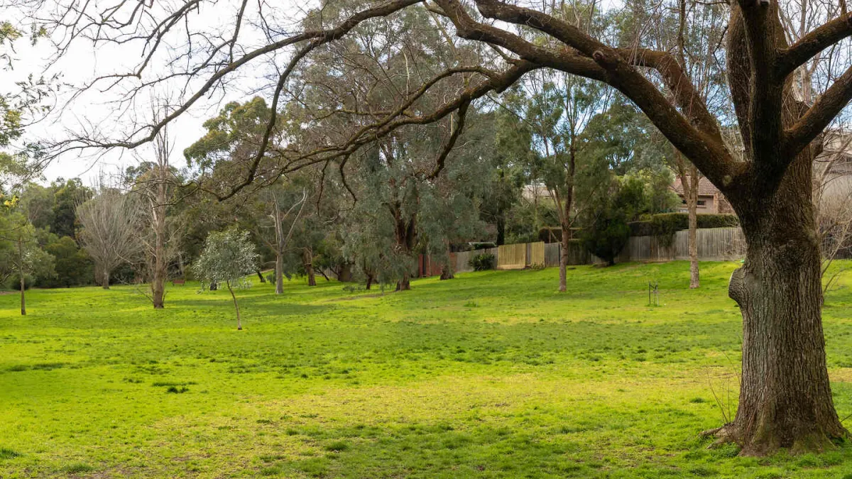 An open green space in a park with a large tree in the foreground.