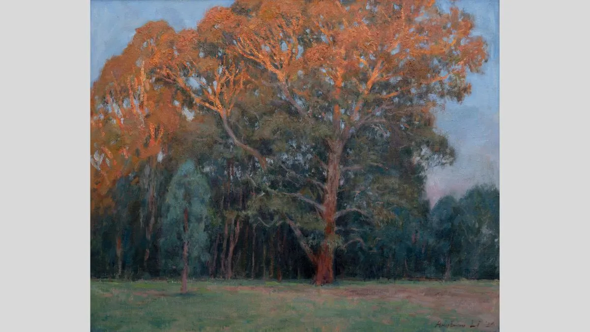 Big green trees at a park with an auburn sunset glow on the top of the trees.