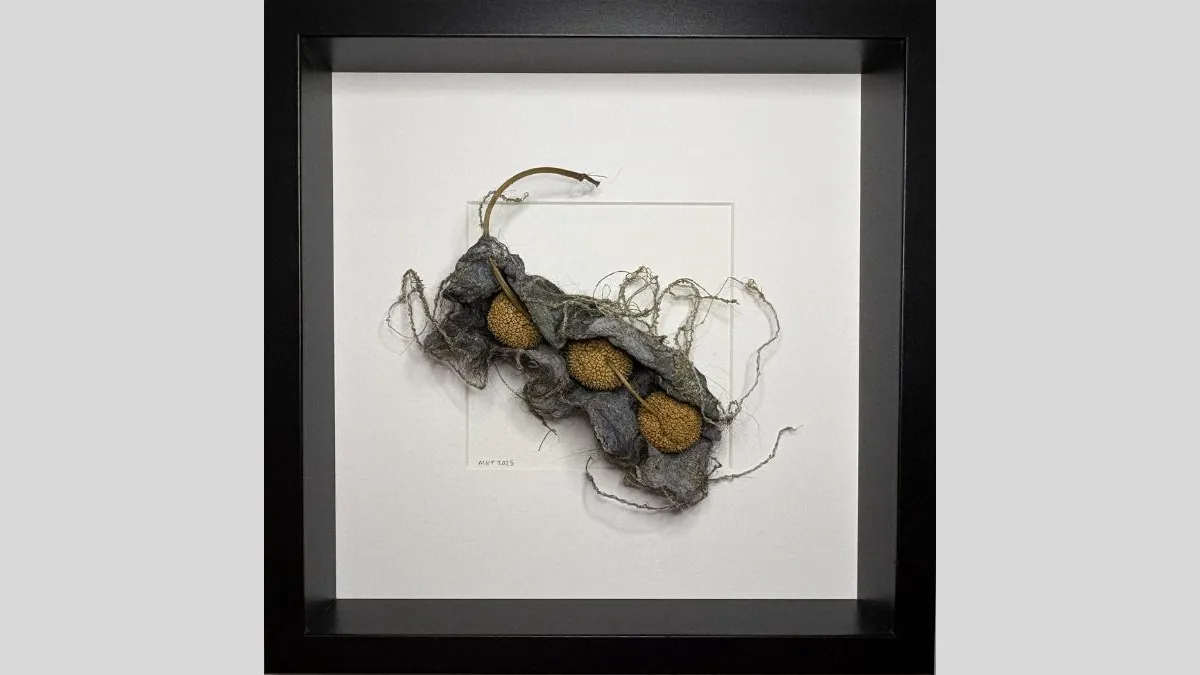 Framed mixed-media artwork of a seed in a pod made out of grey fibrous material. There are three yellow, rounded seeds partially wrapped inside a grey material. Fine thread-like elements extend from the pod. The sculpture is suspended against a white background within a black shadow-box frame.