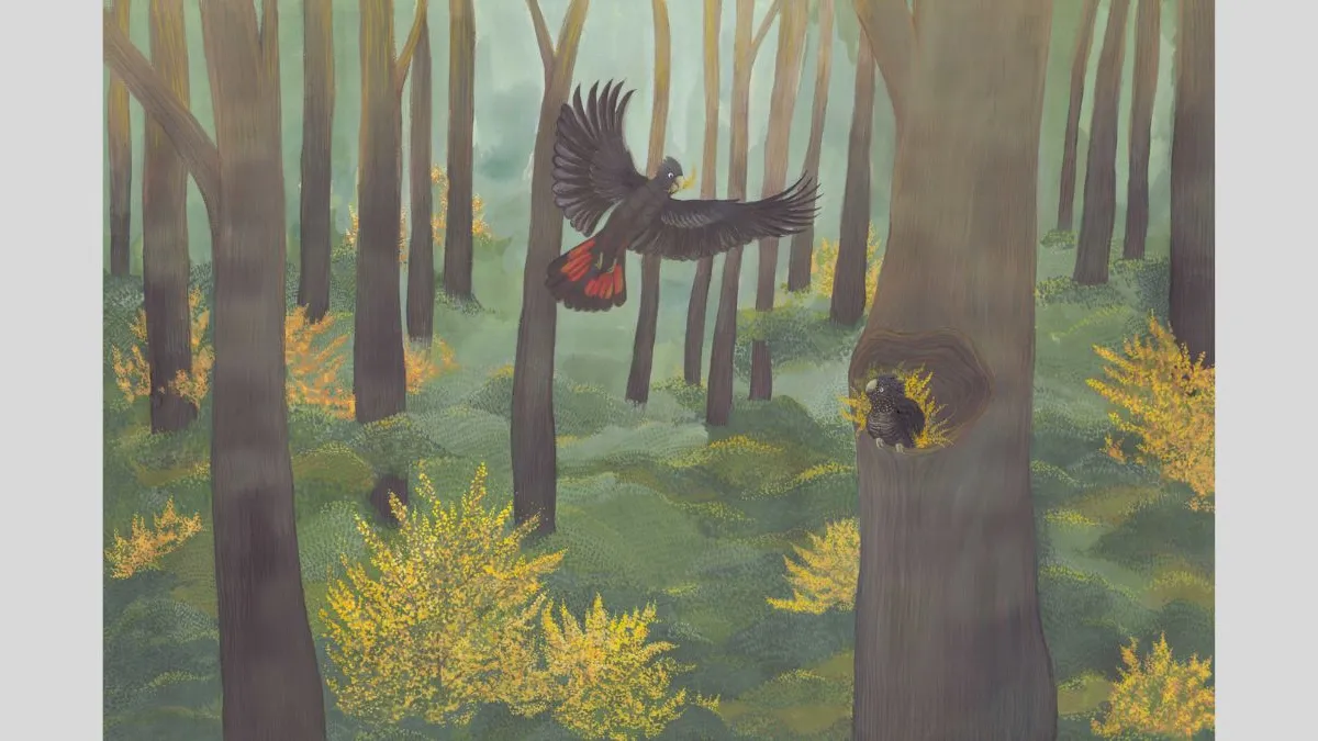 Digital illustration of a dense forest of tall, straight trees with soft green light filtering through. One dark bird with red tail feathers flies toward a tree hollow where another bird sits, holding a yellow wattle branch. Yellow flowering wattles fill the forest floor.