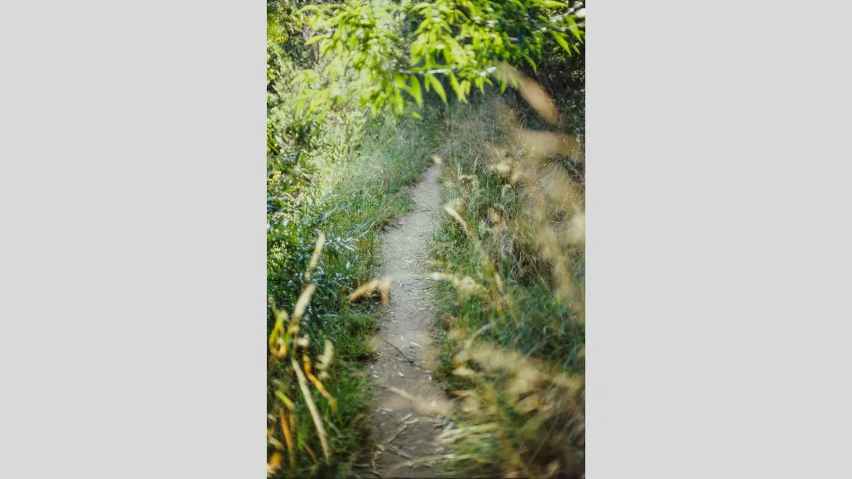 Photograph of a narrow footpath cutting through overgrown green grass, with leafy green branches arching overhead and sunlight highlighting textures of plants and uneven ground.