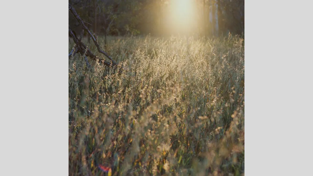 Photograph of tall grasses in a clearing, illuminated by low sunlight. A fallen branch lies among seed heads, while the background trees fade into soft focus.