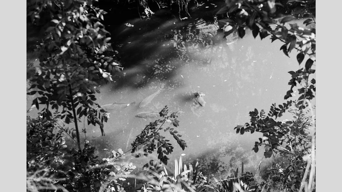 A black-and-white photograph of a pond seen from above, with leafy branches framing the edges. Several fish are faintly visible beneath the water’s surface, and scattered small debris floats on top. 