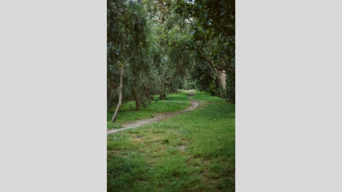 Colour photograph of a narrow dirt path winding through grassy green woodland, with trees and dense foliage on both sides and soft, filtered light creating a shaded, enclosed scene.