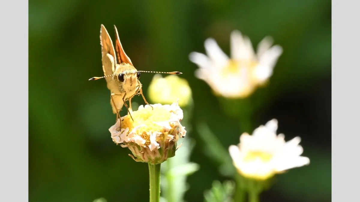 Close-up photograph of a grass-dart butterfly, its body and antenna facing toward the camera and its wings closed upright behind it. The butterfly is sitting on a wilted flower bud, while there are blurred white daisies and lush green leaves in the background behind it.