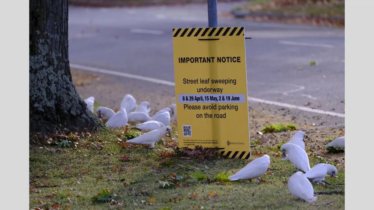 Photograph of a yellow roadside notice sign standing on grass near a tree, saying ‘Important notice. Street leaf sweeping is underway. 8 & 29 April, 15 May, 2 & 19 June. Please avoid parking on the road.’ The sign is surrounded by approximately 17 white birds pecking at the ground, with a paved road and fallen leaves in the background.
