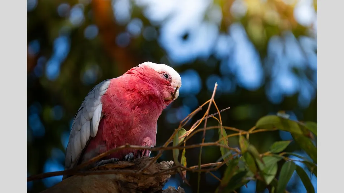 Photograph of a Gallah with pink and grey feathers perched on a tree branch, holding a twig in its curved beak, nearby leaves and twigs, and a softly blurred background of green foliage and sky.