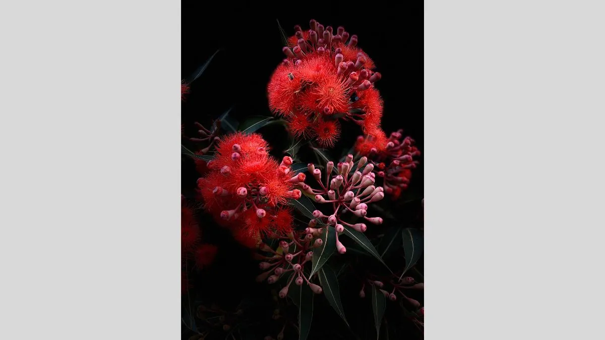 Photograph of several clusters of pink buds, some clusters are flowering with long, fine pink petals. Dark green leaves are visible behind the buds, fading into a black background.