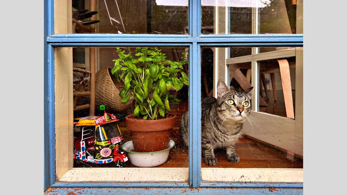 frame, beside a potted green plant and a small model, with furniture visible inside. The car is staring through the window at a fixed point beyond the camera.