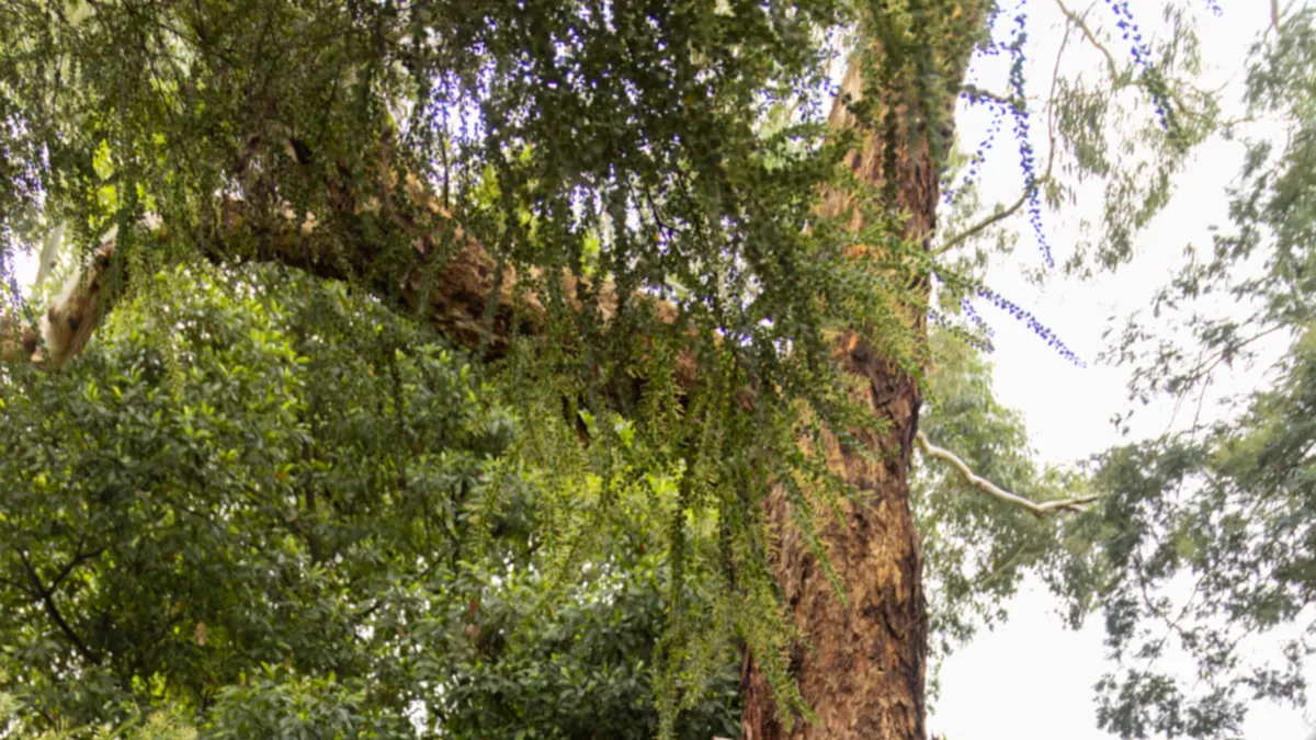 A tour guide in a high-visibility vest looks up at a large tree