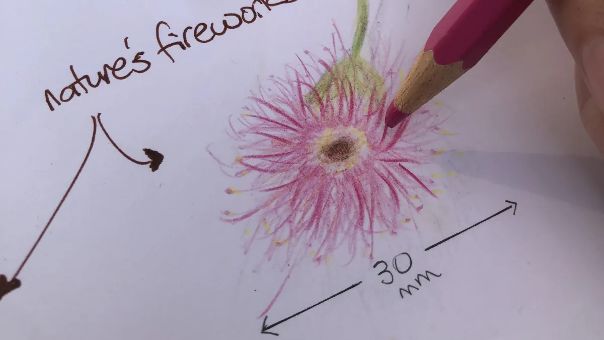 hand drawing of a flower