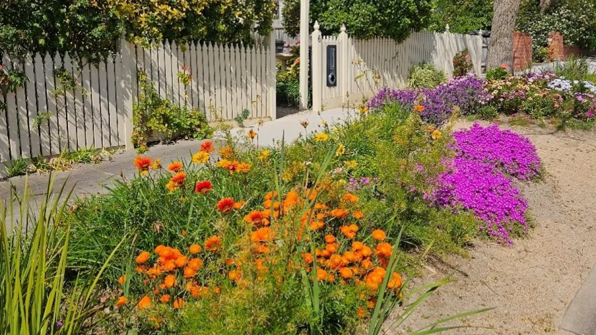 a nature strip planted out with native grasses and vibrant coloured flowers