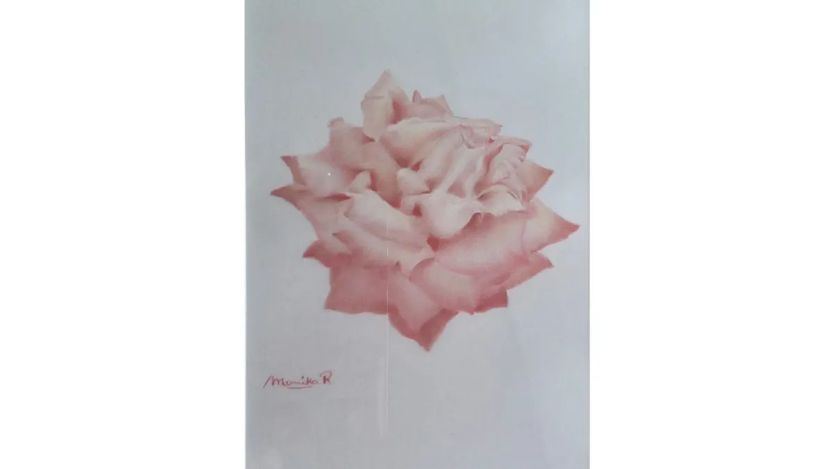 Drawing of a single pale pink rose against a plain white background. Layered petals form a rounded bloom at the centre of the composition, with delicate shading defining the flower’s shape.