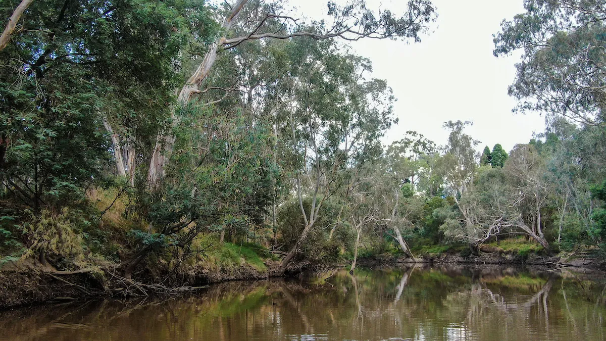 The Birrarung (Yarra River) lined with trees in Kew