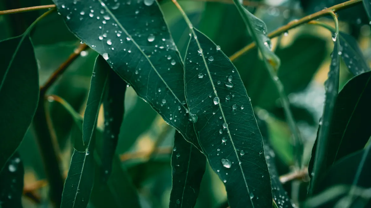 lush green gum leaves covered in small water droplets.