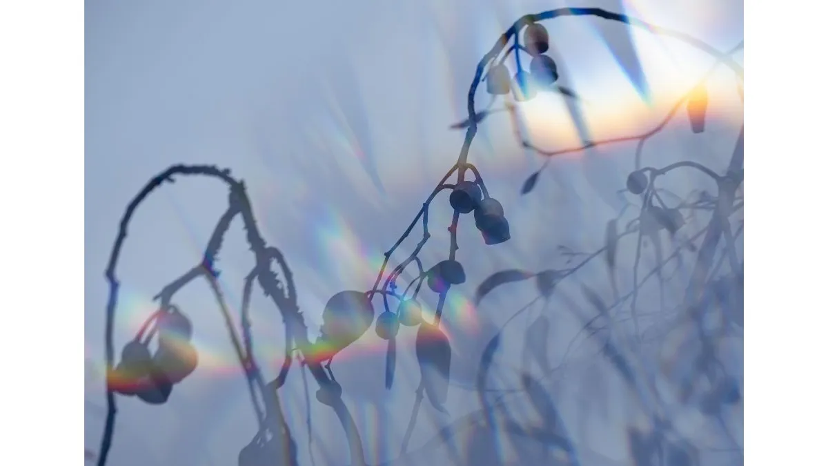 Soft-focus photograph of thin branches with small round gumnuts hanging from several stems. The branches appear as dark silhouettes against a pale blue sky. Rainbow-like bands of light cross the image diagonally, and repeated, out-of-focus branches are visible in the background. The composition is dominated by blue, grey, and dark charcoal tones.