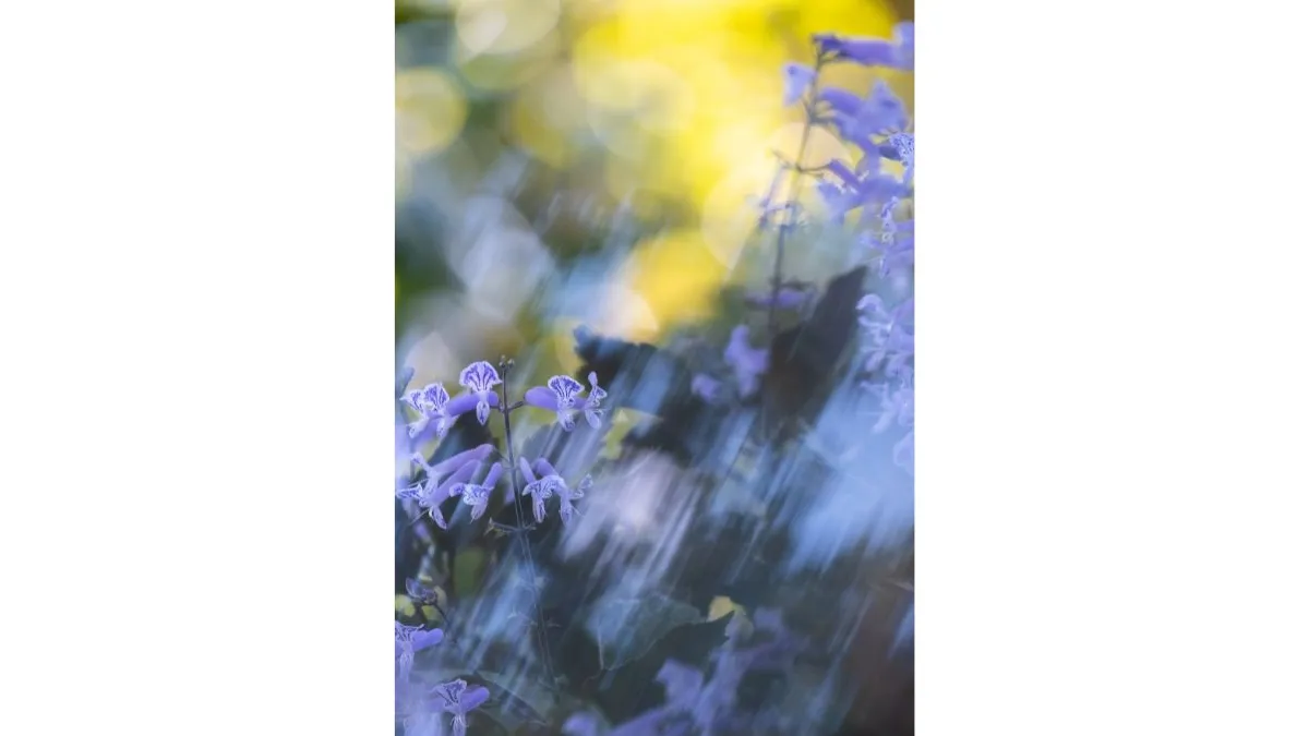 Soft-focus photograph of small purple flowers with patterned petals, set against a blurred background of bright yellow and green. Diagonal streaks of light blur across the image.