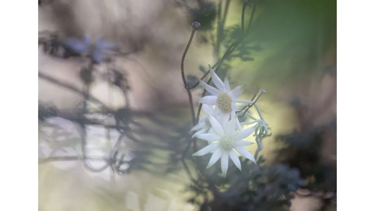 Soft-focus photograph of two white daisy-like flowers positioned slightly right of centre. The flowers have pale petals surrounding textured cream-coloured centres. Thin stems and round buds extend around the flowers. Blurred foliage and stems fill the foreground and background, partially obscuring the flowers. The image is dominated by soft greens, browns, and off-white tones.