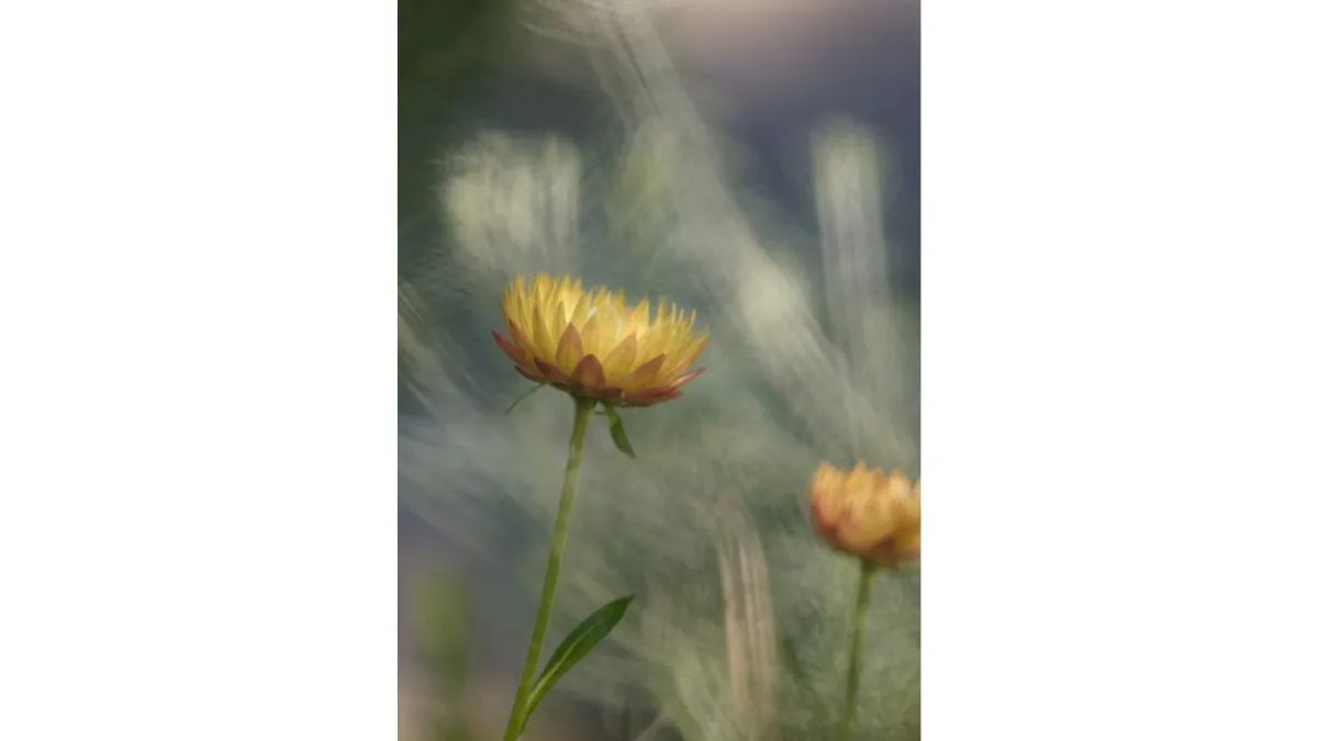Soft-focus photograph of two yellow strawflowers on tall green stems. One flower is positioned near the centre-left of the image and is more clearly visible, while a second flower appears partially cropped and out of focus at lower right. The flowers have layered yellow and orange petals. Blurred grasses and foliage create a muted background of green, grey, and beige tones.