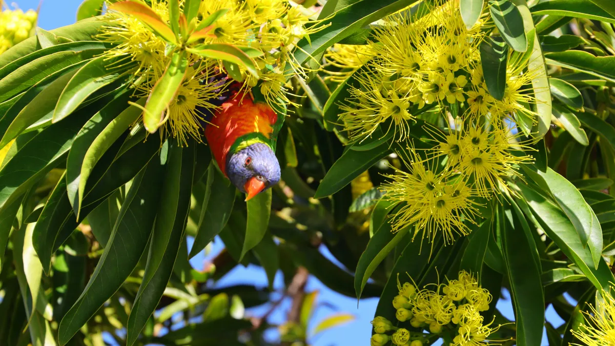 A brightly coloured bird in a tree with yellow flowers