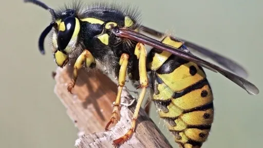 European wasp