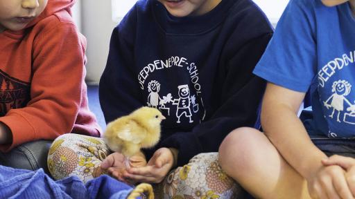 Children playing with chicks at Deepdene Preschool