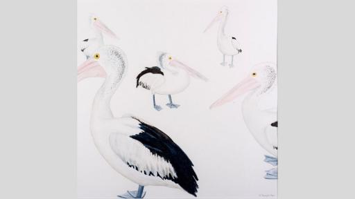 Watercolour painting of 5 pelicans. They are on a plain background.