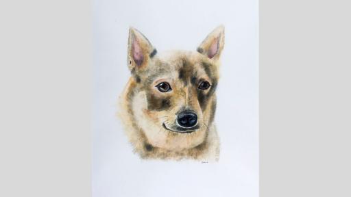 Watercolour painting of the head of a Swedish Vallhund.