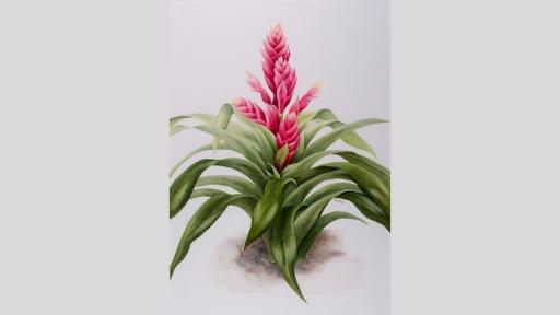 Watercolour painting of a bromeliad.
