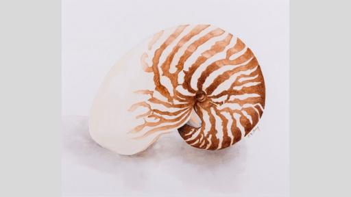 Watercolour painting of a nautilus shell.