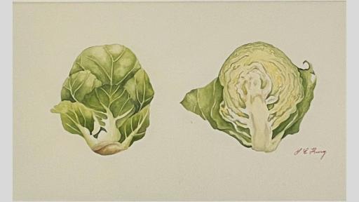 Watercolour painting of brussel sprouts, both the exterior, and a cross section of the inside.