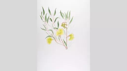 Watercolour painting of Warty Yate (eucalyptus megacornuta) with leaves and flowers.