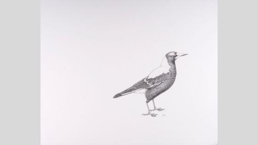 Pencil drawing of a Magpie.