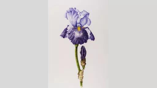 Watercolour painting of an iris.