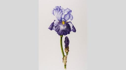 Watercolour painting of an iris.