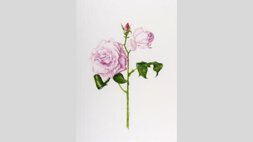 Watercolour painting of a rose stem, with leaves, two flowers and a rosebud at the top.